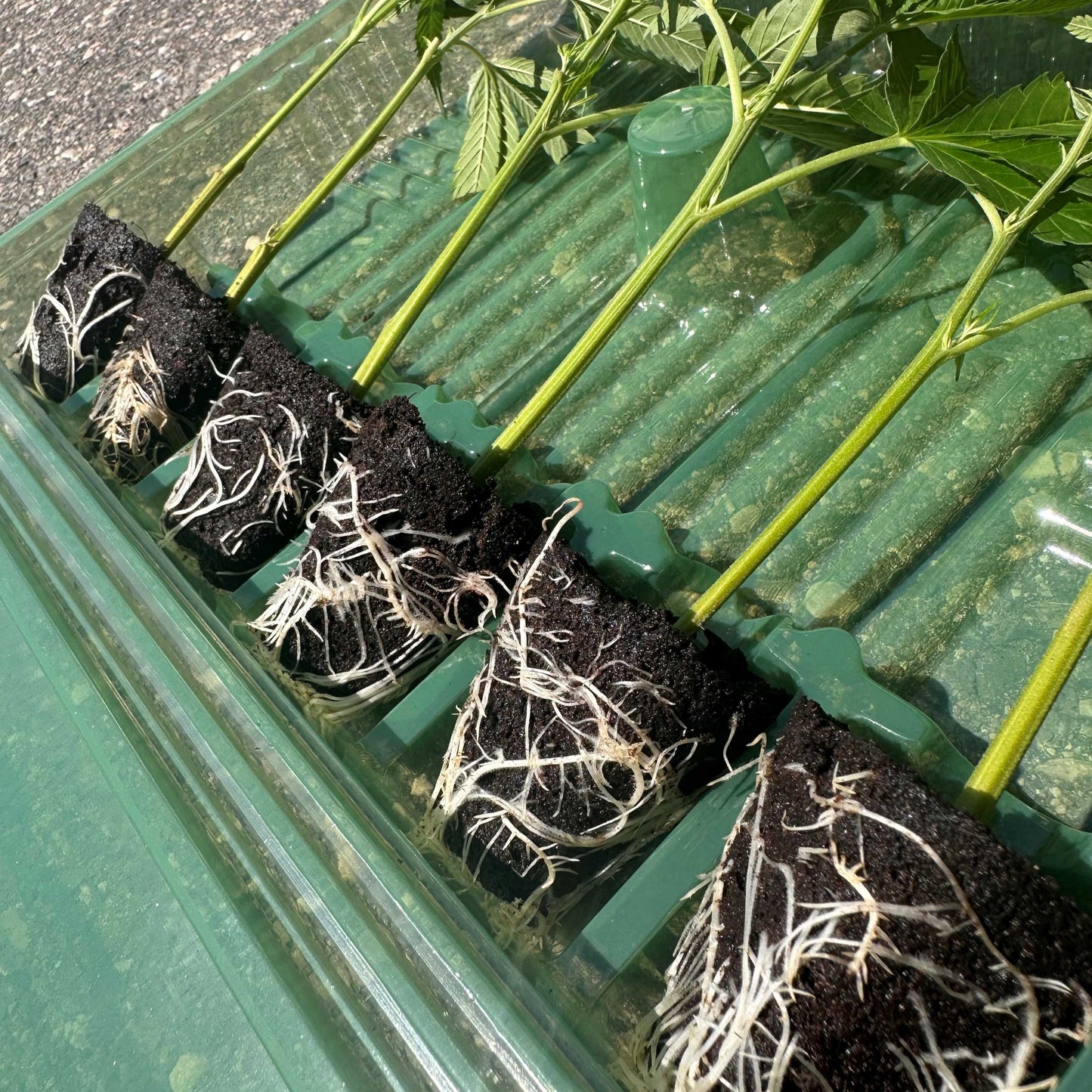 Symbolbild für Bushdoctor Stecklinge in einer grünen transparenten Plastikverpackung