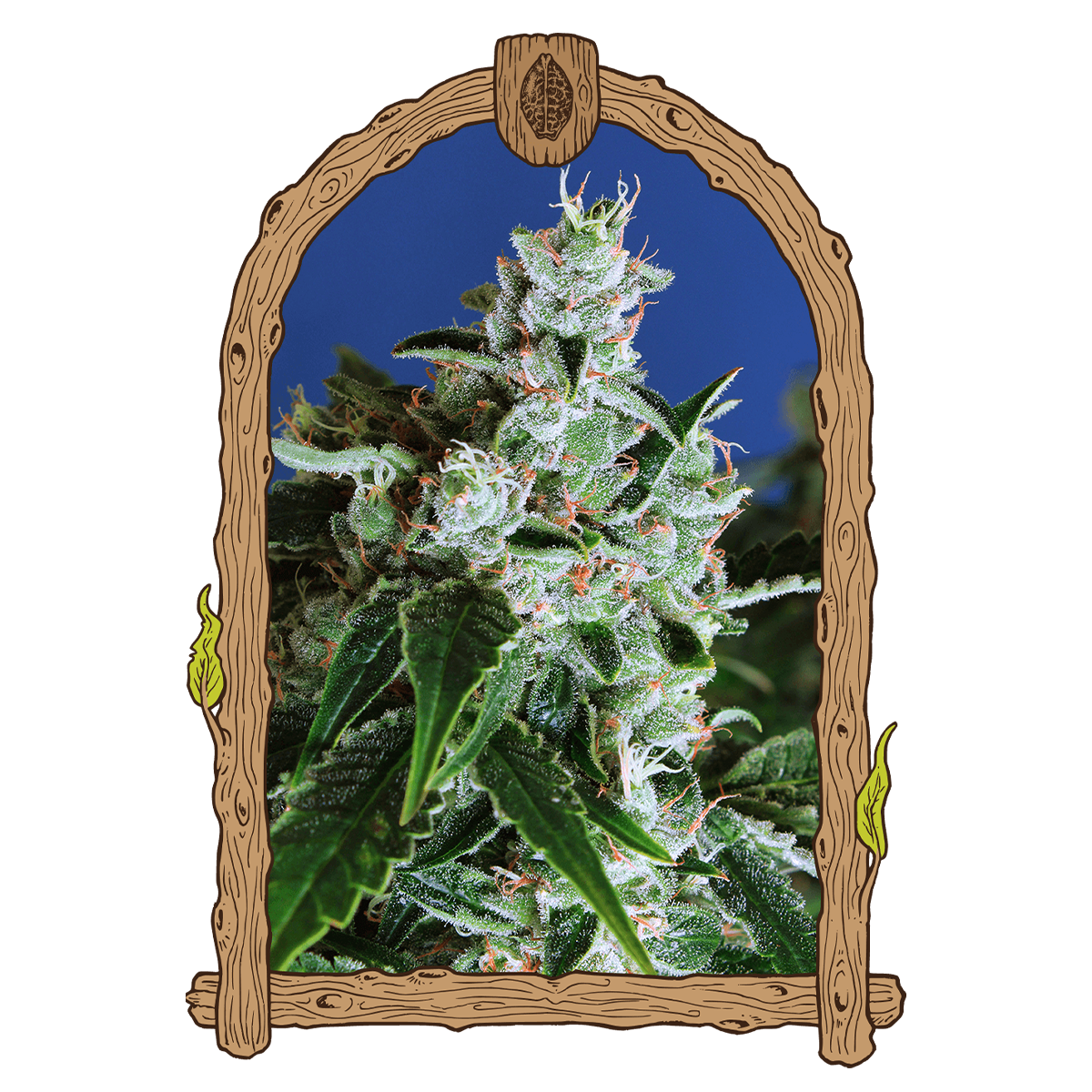 Cannabispflanze Sir Jack Automatic auf einem blauen Hintergrund. Die Hanfpflanze ist bedeckt mit viel Harz, dichte Blüten und orange Härchen. Um das Bild der Hanfpflanze ist ein Rahmen platziert in Holzoptik im Cartoon Look