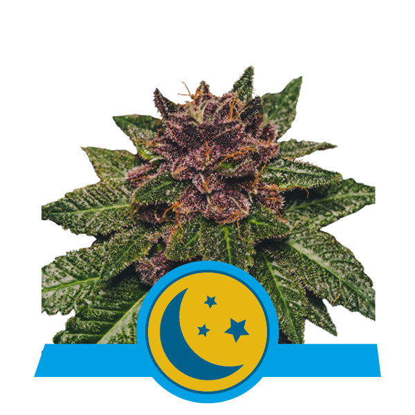 CBD Purplematic Auto feminisiert 5 Stück