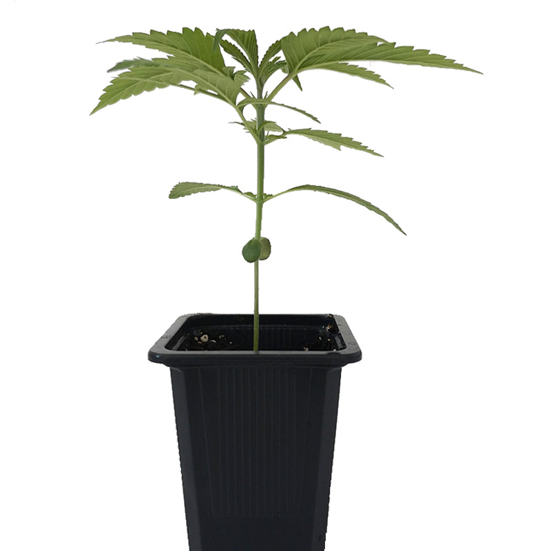 Sämling Big Bud 0,25 L (Seedstockers)