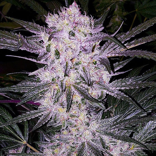 Steckling Lilac Cookies (6 pack)