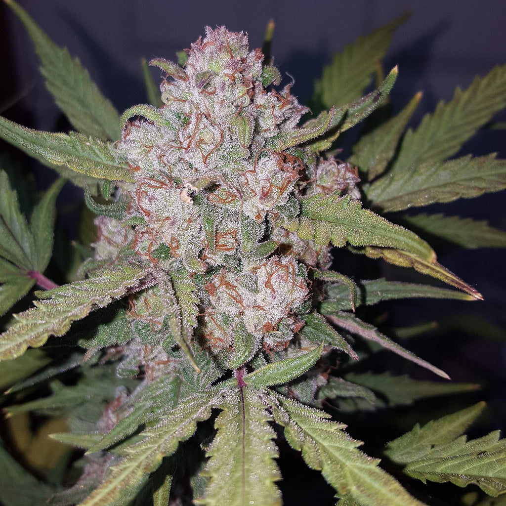 Stardawg Auto 5 darab