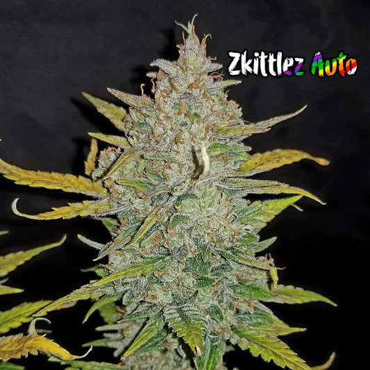 Zkittlez Auto 5 Stück