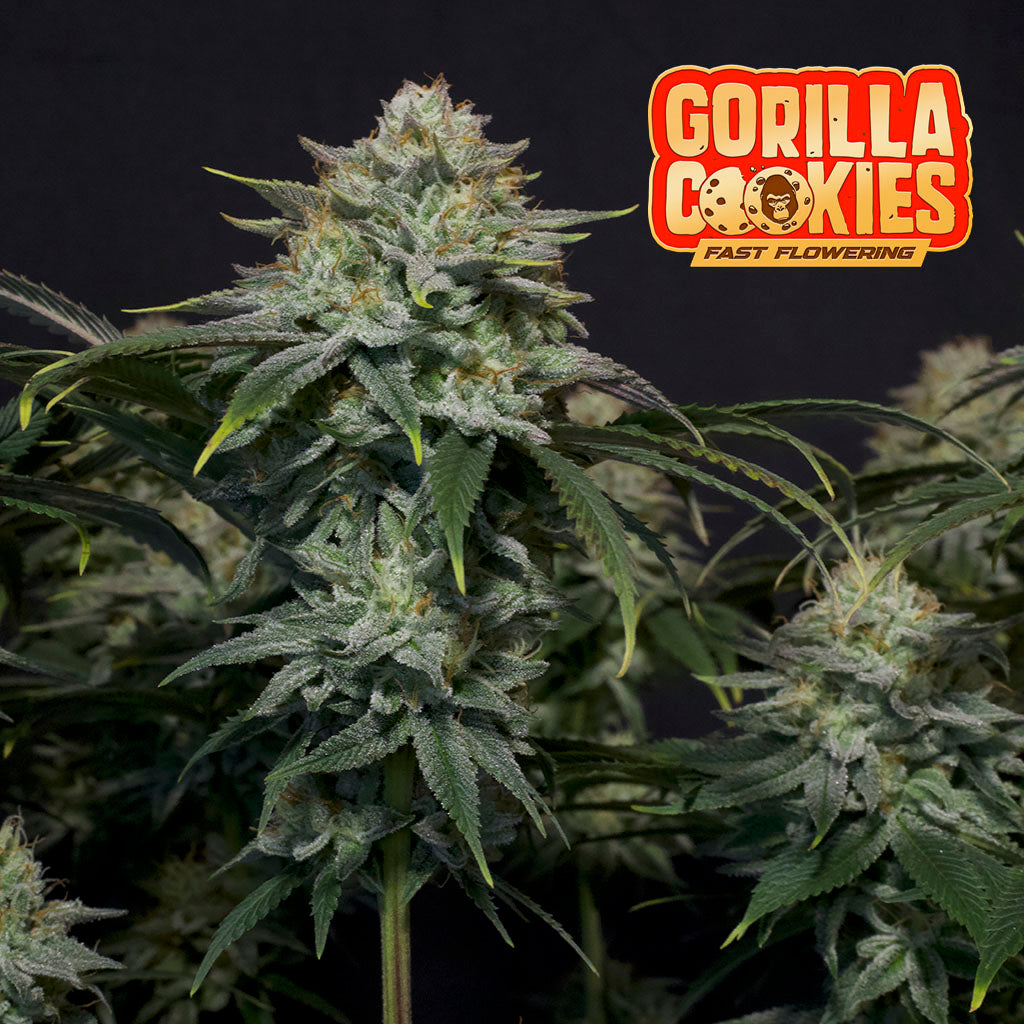 Gorilla Cookies