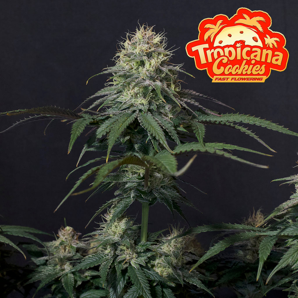 Tropicana Cookies