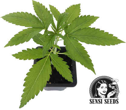 Jack Herer Feminisiert 0,25 L (1 Stk.)