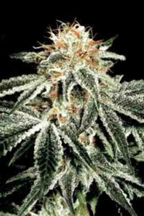 White Widow