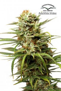 White Widow Dutch Passion