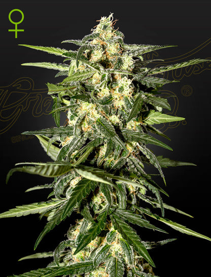 Jack Herer