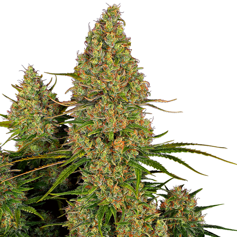 Prächtige, große Hanfpflanze mit vielen harzreichen Buds mit orangen Härchen. Der Hintergrund ist weiß.