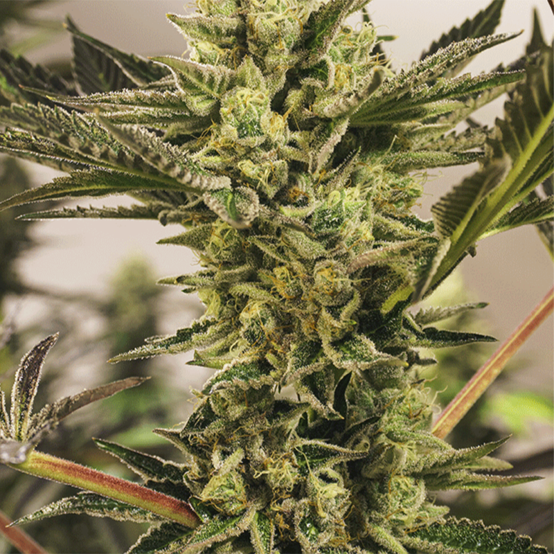 Harzreiche Cannabispflanze mit vielen dicken Buds und dichten Blättern. Im Hintergrund befinden sich weitere Hanfpflanzen, welche allerdings unscharf sind.