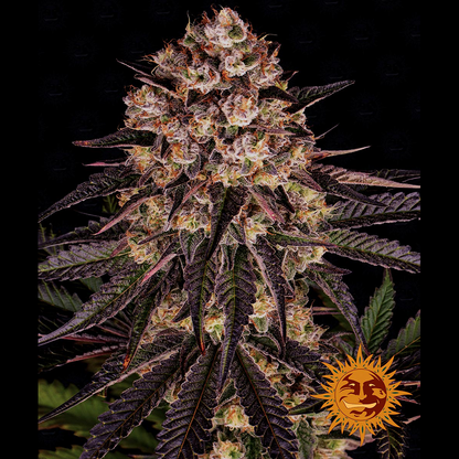 Eine prächtige Hanfpflanze mit grün-lila Blättern, bedeckt mit Harz, dicke Buds und orangene Härchen. Der Hintergrund ist schwarz.