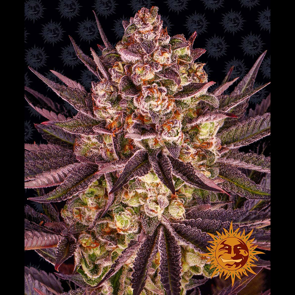 Eine prächtige Hanfpflanze mit grün-lila Blättern, bedeckt mit Harz, dicke Buds und orangene Härchen. Auf dem Hintergrund ist ein Muster vom Logo von Barneys Farm abgebildet.
