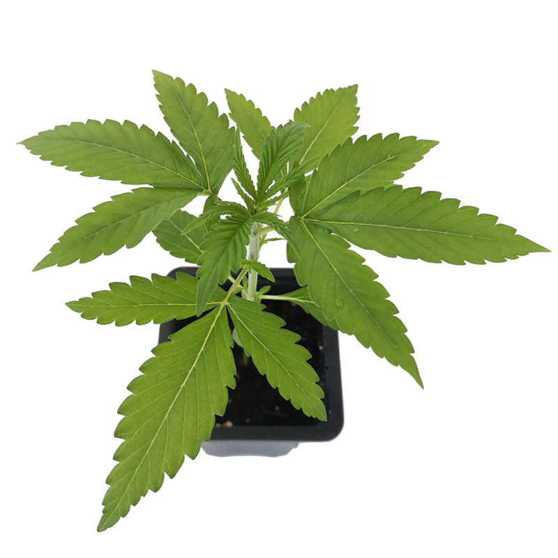 Simple Hanfpflanze Black Lemon von oben fotografiert und auf einem weißen Hintergrund. Saftig grüne Blätter. Die Pflanze ist in einem schwarzen Kunststofftopf.