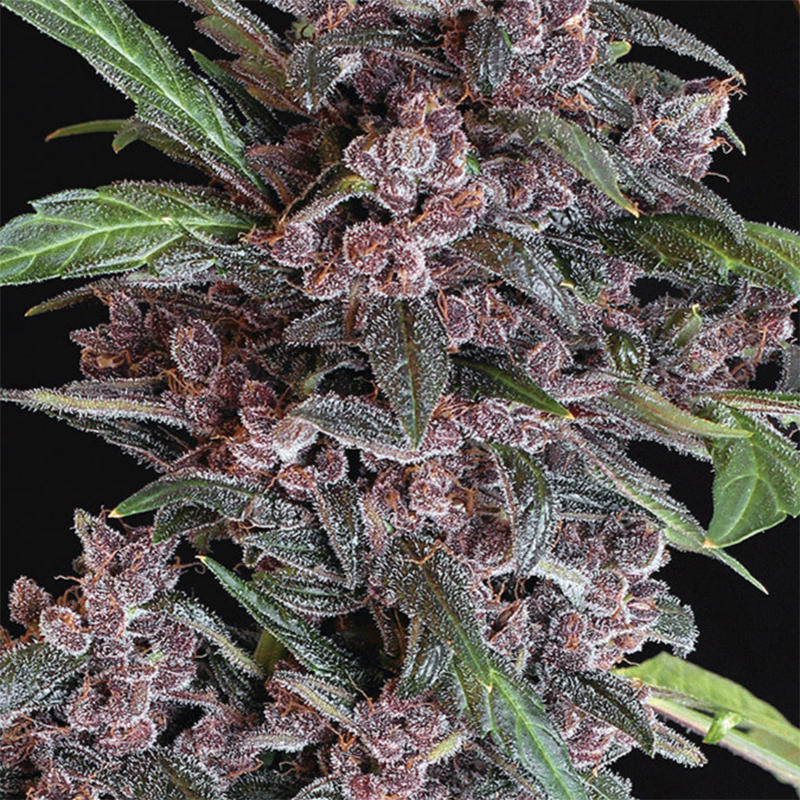 Hanfpflanze Black Lemon auf einem schwarzen Hintergrund mit vielen Harzeichen Buds in lila-grünen Farben. 