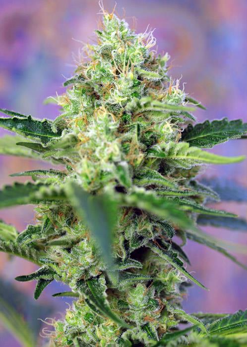    Crystal Candy®  Cannabis Strain Bushdoctor