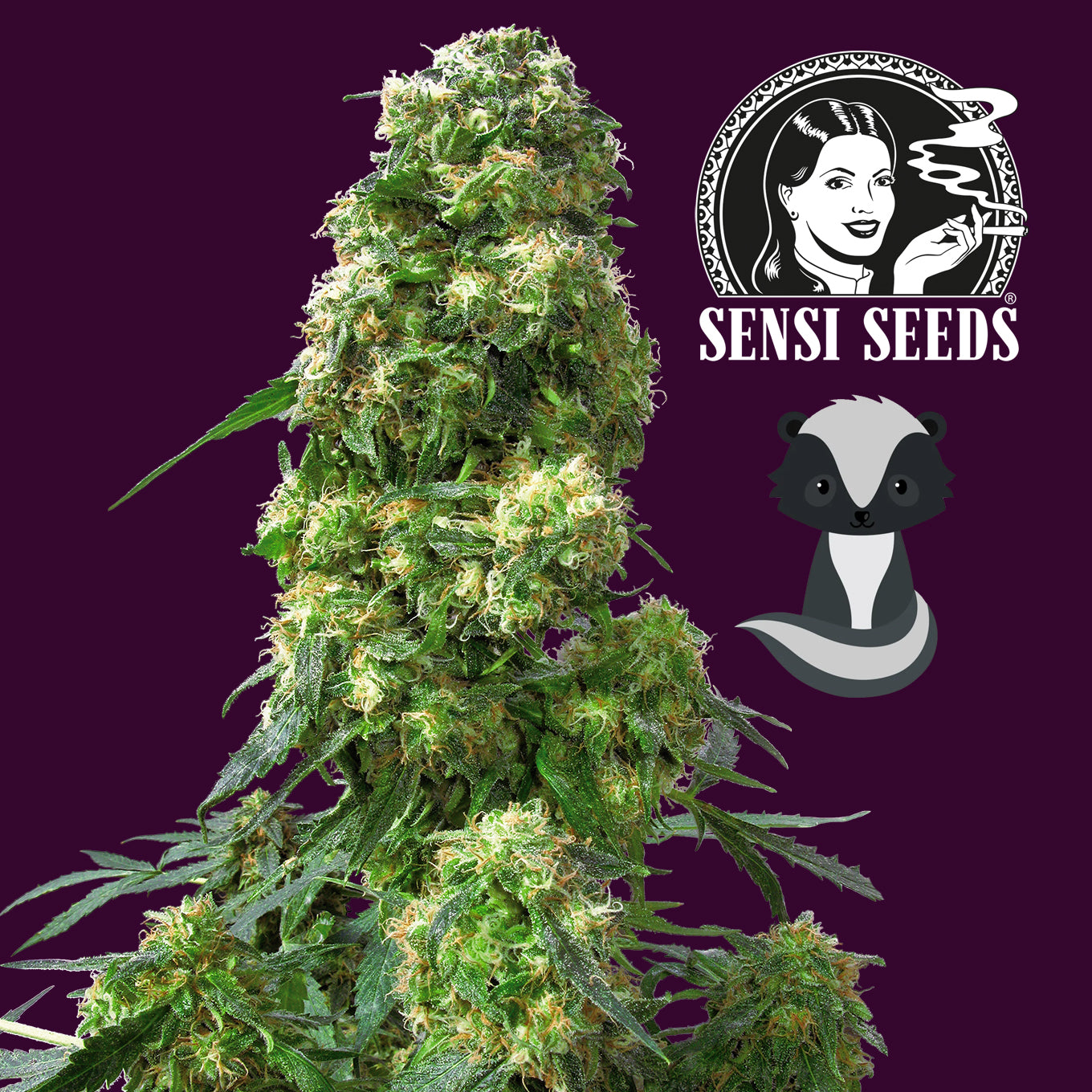 Reife Cannabisblüte von Early Skunk von einem Bushdoctor Sämling von Samen von Sensi Seeds