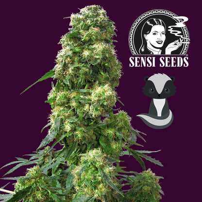 Reife Cannabisblüte von Early Skunk von einem Bushdoctor Sämling von Samen von Sensi Seeds