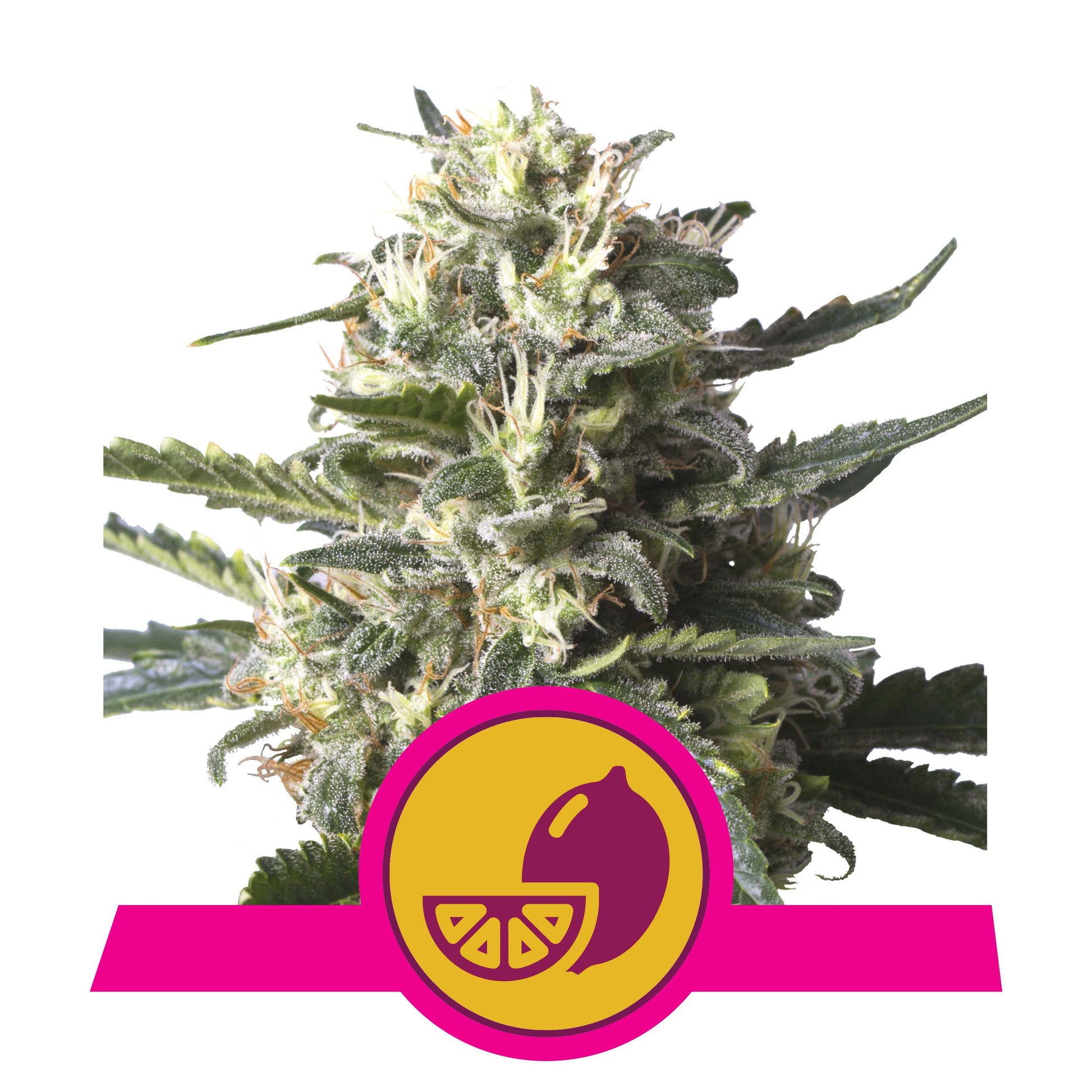 Lemon Shining Silver Haze RQS Blütende Hanfpflanze mit Harze