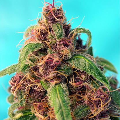 Nahaufnahme einer Hanfpflanze mit orangen Härchen, reich an Trichomen, Buds. Der Hintergrund ist türkis.