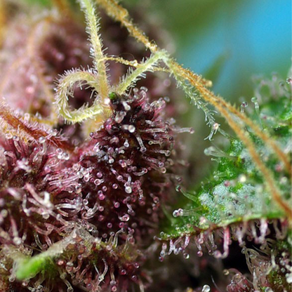 Extreme Detailaufnahme von einer Hanfknospe mit vielen Trichomen. Die Farben sind lila und grün. Sichtbar sind auch orange Härchen.