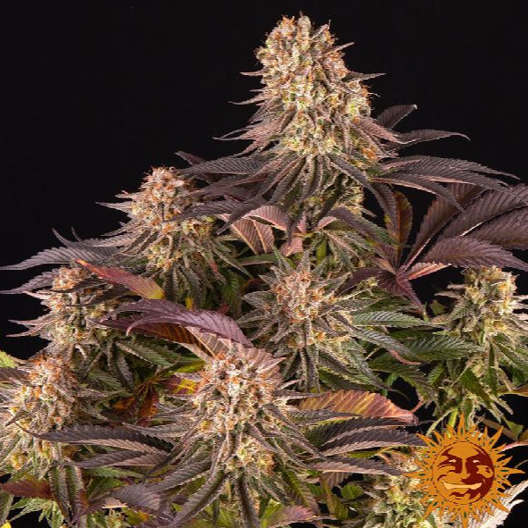 Stecklinge mimosa x orange punch Hanfpflanze von Seeds von Barneys Farm