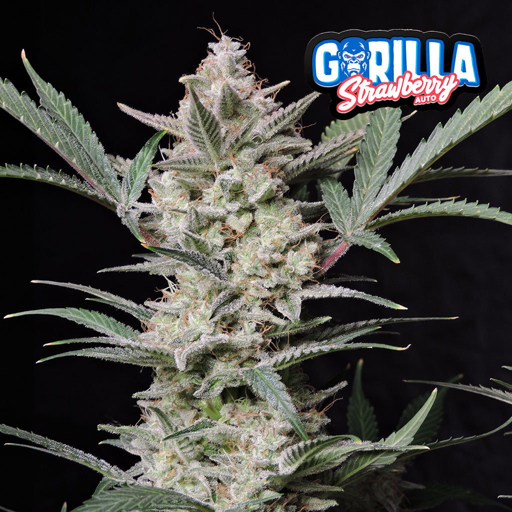 Strawberry Gorilla Fast Buds Cannabispflanze von Fast BUds