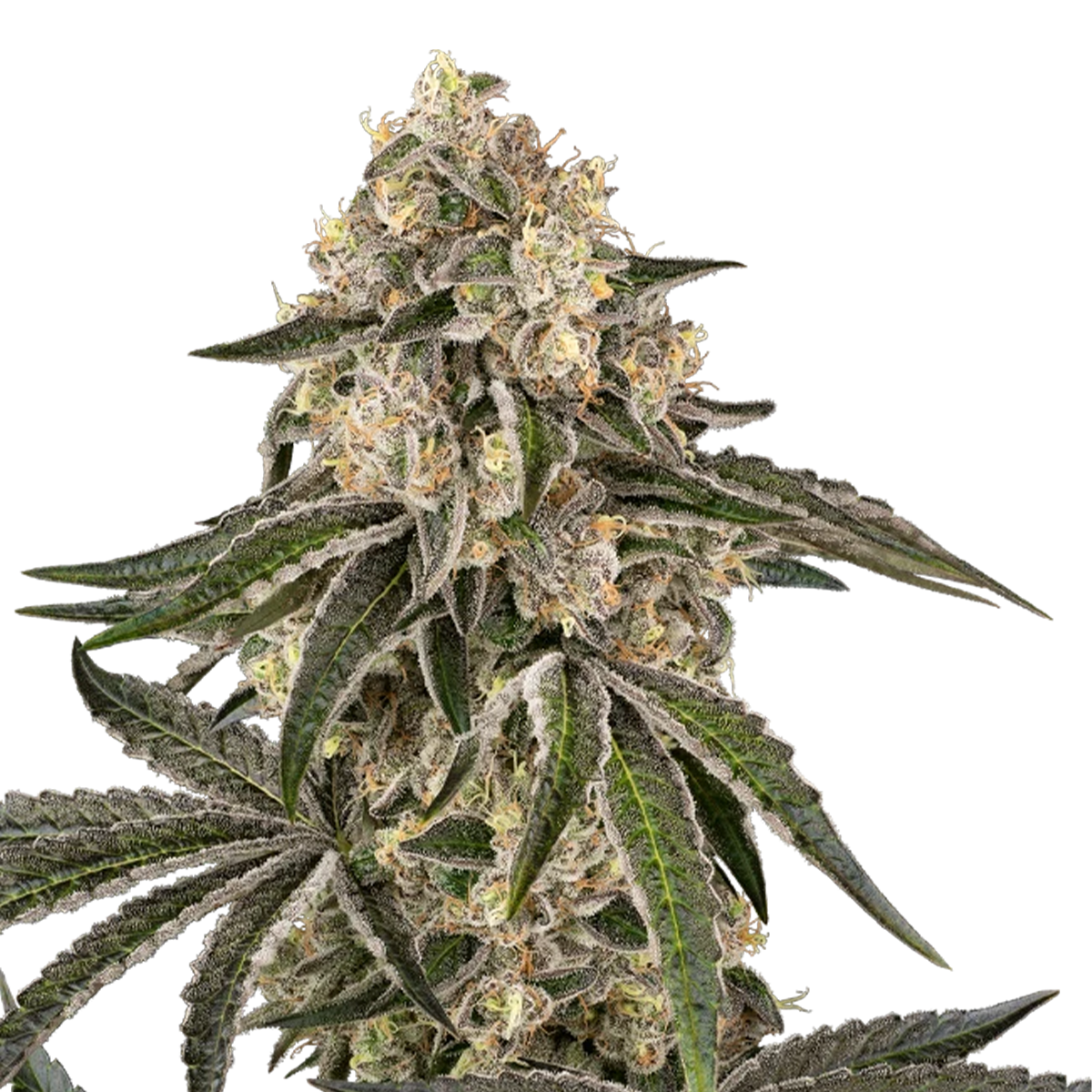 Sunset Peach Hanfpflanze mit dichten grünen Blättern und harzeichen Knospen, viele Trichome und orange Härchen, vor einem weißen Hintergrund