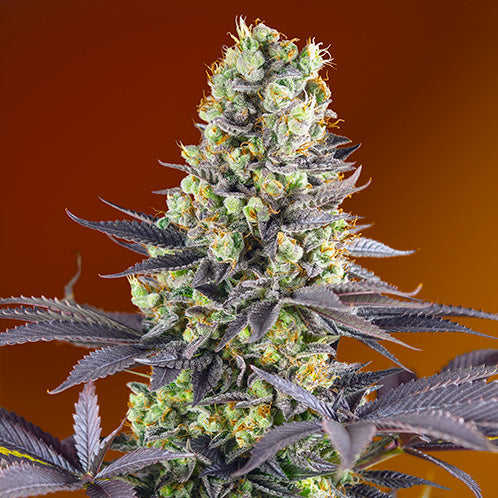 Hanfpflanze aus den Samen Sweet Zenzation von Sweet Seeds mit vielen dicken Blüten und kräftigen lila Blättern vor einem orangen Hintergrund.