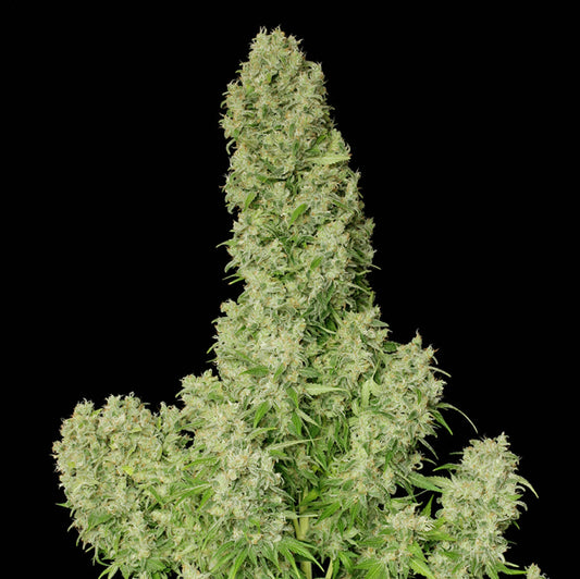 Steckling White Russian Cannabispflanze in volle Blüte