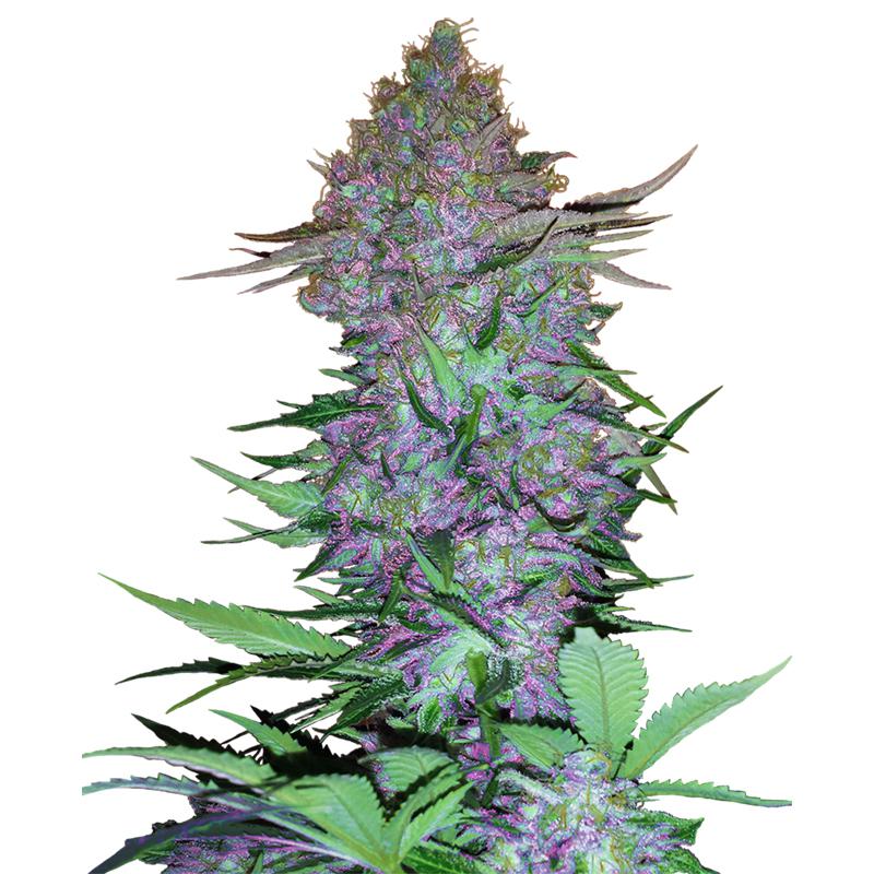 16181 - Purple Skunk Auto 10 db