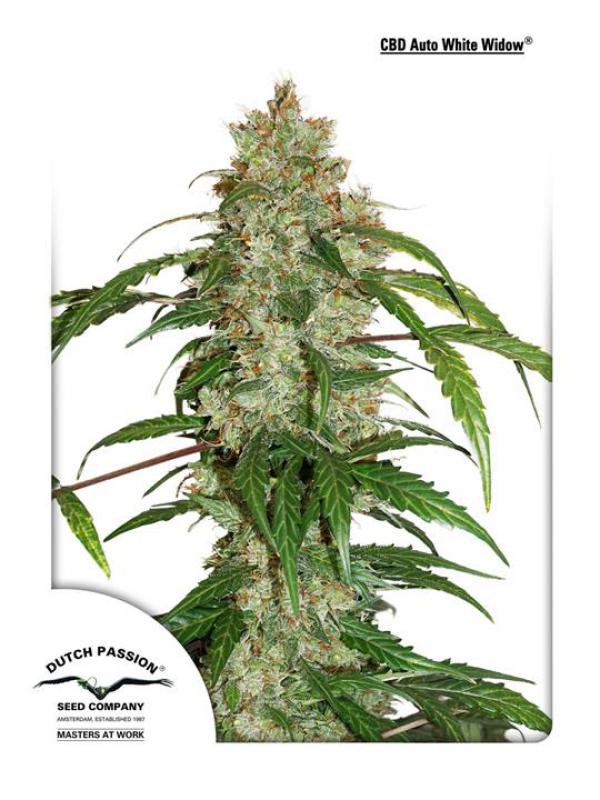 10532 - CBD Auto White Widow feminizált 3 darab