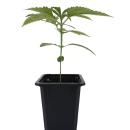 16414 - Palánta Big Bud 1,5 L (Sensi Seeds)