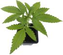 16416 - Palánta Jack Herer 1,5 L