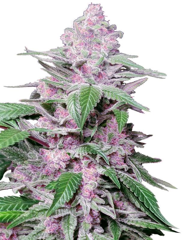 16686 - Purple Cookie Kush 3 pieces