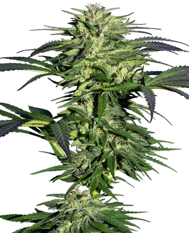 16693 - Palánta Big Bud 1,5 L (Sensi Seeds)