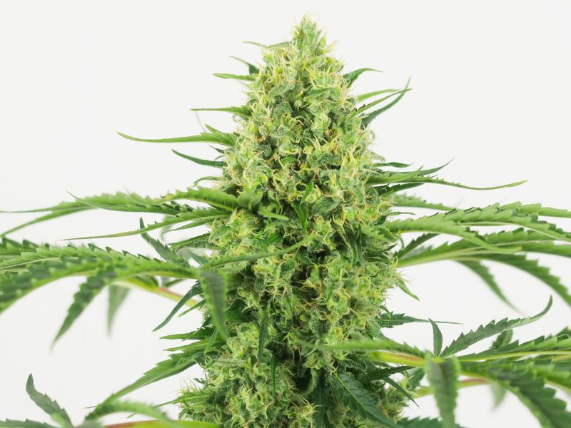 16694 - Palánta Big Bud 1,5 L (Sensi Seeds)