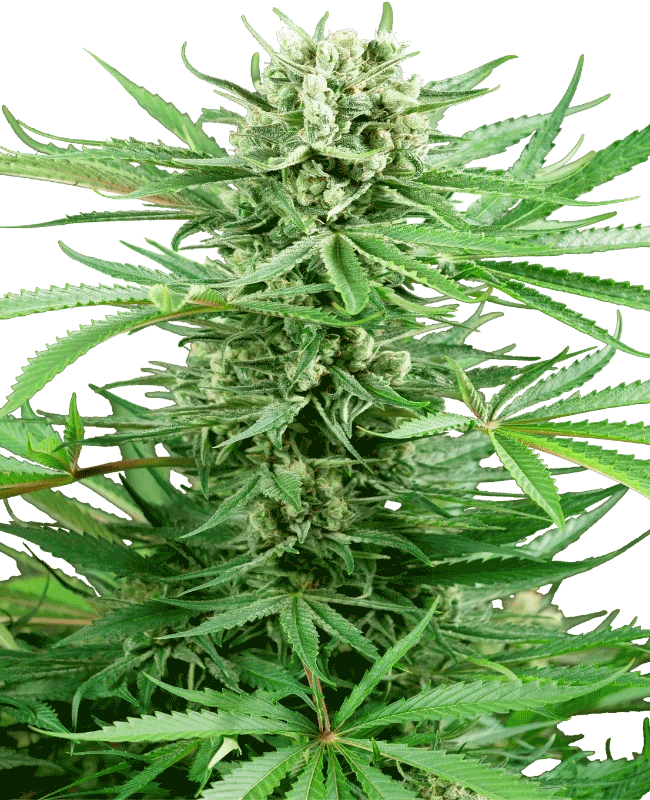 16695 - Papi Chulo 1,5 L (Sensi Seeds)