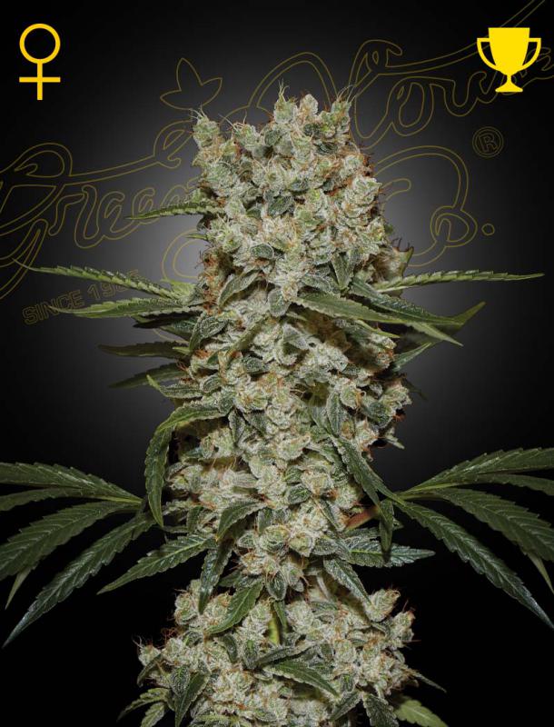 16720 - Dugvány Super Silver Haze (6 db)