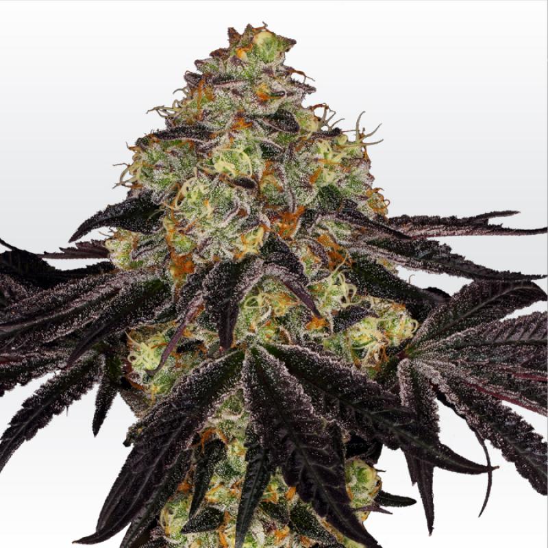 14621 - Sunset Paradise feminized, 10 pieces